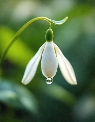 The primary subject of the image is a white flower with a drop of water on it. The setting is a green environment, possibly a forest or garden. The visual style is a close-up of the flower, showcasing its details. The colors are predominantly green and white, creating a serene and natural atmosphere.